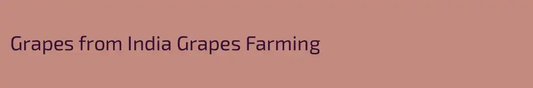 Grapes from India Grapes Farming